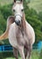 portrait of walking beautiful arabian filly at mountain background