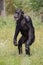 Portrait of a walking chimpanzee, in natural habitat