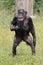 Portrait of a walking chimpanzee, in natural habitat.