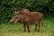 Portrait of a Warthog