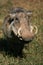 Portrait of Warthog with big tusks