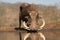 Portrait of a warthog with huge tuskers drinking