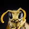 Portrait of a wasp