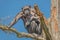 Portrait of watchful adult Chimpanzee sitting on a tree at blue sky