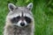 Portrait of a watchful common raccoon