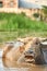 A portrait of a water buffalo with its mouth open on a rice field in Phong Nha ke bang national Park, Vietnam. Taking a