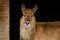 Portrait of waterbuck in shelter