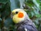 Portrait of a watercolor Parrot cockatiel