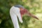 Portrait of a wattled crane - grus carunculata