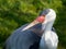 Portrait. Wattled crane, Grus carunculatus.