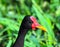 Portrait of a Wattled jacana bird on a background of green grass