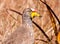 Portrait of wattled lapwing