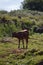 Portrait Of A Watusi Breeding In The Natural Park Of Cabarceno Old Mine For Iron Extraction. August 25, 2013. Cabarceno, Cantabria