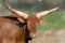 Portrait of a Watusi cattle, scientific name Bos taurus, with br