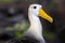 Portrait of Waved albatross on Espanola Island, Galapagos National park, Ecuador