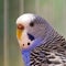 Portrait of wavy parrot close-up. Macro.