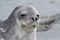 Portrait of a Weddell seal 1