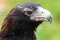 Portrait of Wedge-tailed Eagle