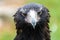 Portrait of Wedge-tailed Eagle
