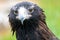 Portrait of Wedge-tailed Eagle