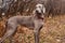 portrait of Weimaraner dog in an autumn. Hunting dog in nature. Loyal friend.