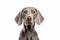 Portrait of Weimaraner dog on white background