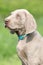 Portrait of Weimaraner Vorsterhund puppy