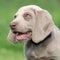 Portrait of Weimaraner Vorsterhund puppy with amazing eyes