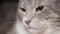 Portrait of a well-fed lazy gray domestic cat. Close-up of a cat`s face