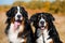 Portrait of well-groomed dogs, Berner Sennenhund breed, against the background of an autumn yellowing forest