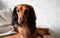 Portrait of a well-groomed long-haired dachshund red and black color, brown eyes, adorable nose