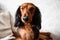 Portrait of a well-groomed long-haired dachshund red and black color, narrowed eyes, adorable nose