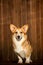 Portrait Welsh corgi dog sit on wood flor. wood wall on background . studio