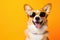 Portrait Welsh Corgi Dog With Sunglasses Orange Background