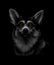 Portrait of a Welsh Corgi head on a black background.