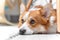 Portrait of welsh corgi Pembroke or cardigan dog lying on floor with sad look because owner does not pay attention to it