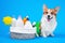 Portrait welsh corgi pembroke dog, with a box of accessories for bathing or grooming against an blue background. how to groom a