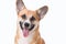 Portrait of a Welsh corgi Pembroke dog in studio in front of a w