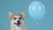 Portrait of a Welsh Corgi Pembroke with his tongue sticking out next to a balloon. The pet is posing in the studio on a