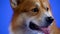 Portrait of welsh corgi pembroke in the studio on a blue background. Closeup muzzle of adorable dog with tongue sticking