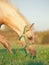 Portrait of welsh pony foal in meadow.