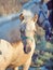 Portrait of welsh pony foal .sunny evening