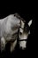 Portrait of a welsh pony stallion in black background