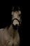 Portrait of a welsh pony stallion in black background