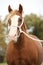 Portrait of welsh pony with white rope show halter