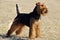 Portrait Welsh Terrier puppy dog