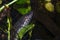 Portrait of an West African lungfish underwater