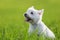 Portrait of a West Highland Terrier