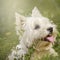 Portrait West highland white Terrier in the Park on the grass.