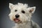 Portrait of a West Highland White Terrier Westie